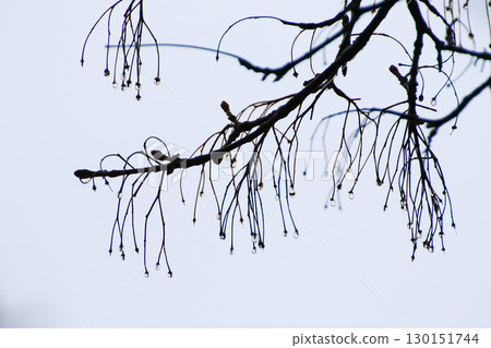 Empty Tree Branches Silhouettes with Raindrops Autumn 130151744