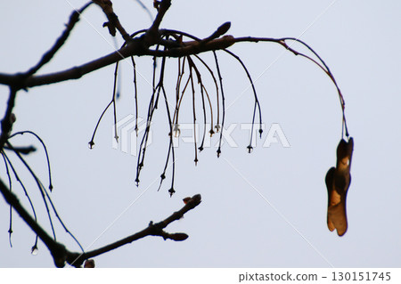 Empty Tree Branches Silhouettes with Raindrops Autumn 130151745