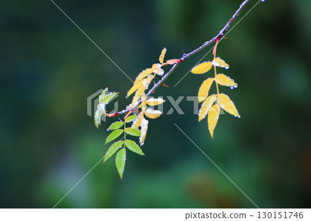 Yellow and Green Autumn Leaves Hanging from Trees Yellow and Green Autumn Leaves Hanging from Trees 130151746