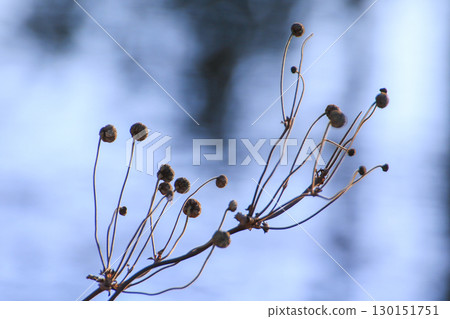 Dried Plant Branches Against Soft Golden Morning Light Dried Plant Branches Against Soft Golden Morning Light 130151751