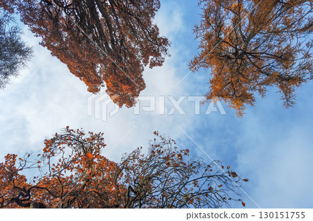 Autumn Trees Viewed Upwards Against Blue Sky Autumn Trees Viewed Upwards Against Blue Sky 130151755