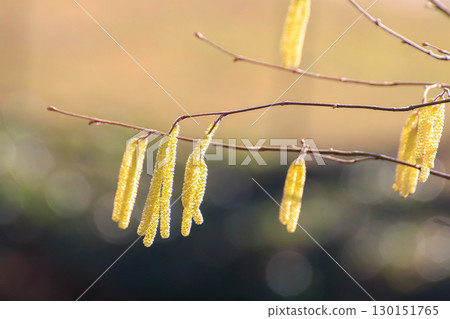 Yellow and Green Autumn Leaves Hanging from Trees Yellow and Green Autumn Leaves Hanging from Trees 130151765