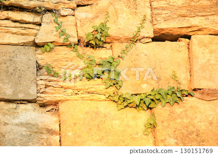 Textured Stone Wall Covered With Green Ivy Leaves 130151769