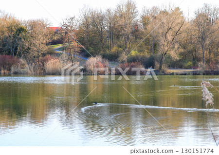 Peaceful Autumn Lake Surrounded By Vibrant Colorful Trees Peaceful Autumn Lake Surrounded By Vibrant Colorful Trees 130151774