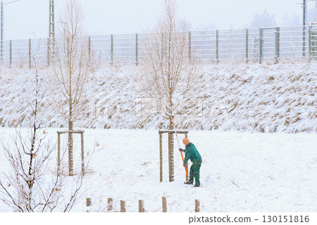 Worker Cutting Young Tree Branches in Winter 130151816