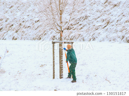 Worker Cutting Young Tree Branches in Winter Worker Cutting Young Tree Branches in Winter 130151817