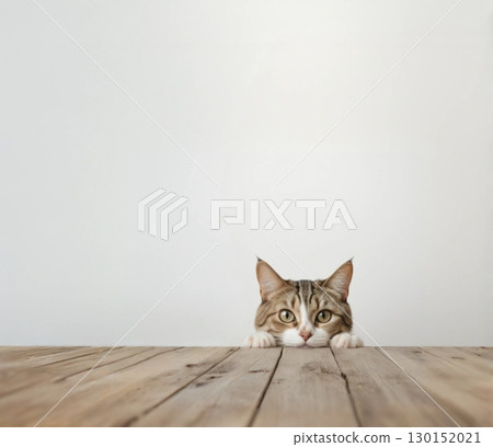 一隻棕白相間的貓躺在桌子上 130152021