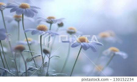 Delicate White Daisies Blooming in Soft Focus Against a Dreamy Blue Background 130152234