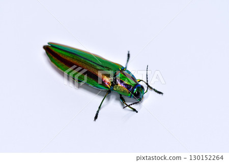 A badger beetle A badger beetle 130152264