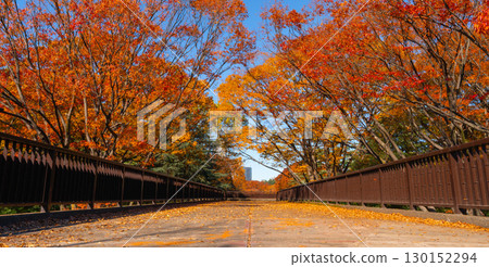 Yoyogi Park in autumn: pedestrian bridge and autumn leaves Yoyogi Park in autumn: pedestrian bridge and autumn leaves 130152294