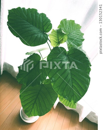 Ficus umbellata 6, a houseplant exposed to sunlight from a window 130152341