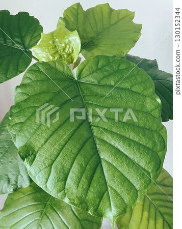 Houseplant Ficus umbellata 9 Houseplant Ficus umbellata 9 130152344