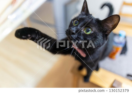 黑貓 黑貓 130152379