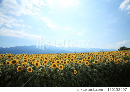 向日葵領域和藍天 130152497