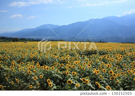 Sunflower fields and mountain views in Yamanashi Sunflower fields and mountain views in Yamanashi 130152503