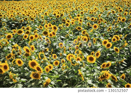 Sunflower field spreading to one side 130152507