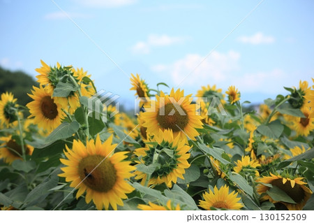 開花在向日葵領域的一朵大向日葵 開花在向日葵領域的一朵大向日葵 130152509