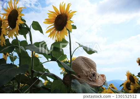 Sunflowers in the summer sun 130152512