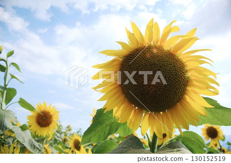 Sunflower blooming towards the sun 130152519
