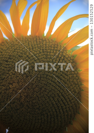 The big sunflower 130152529