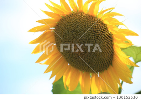 Sunflower blooming towards the sun 130152530