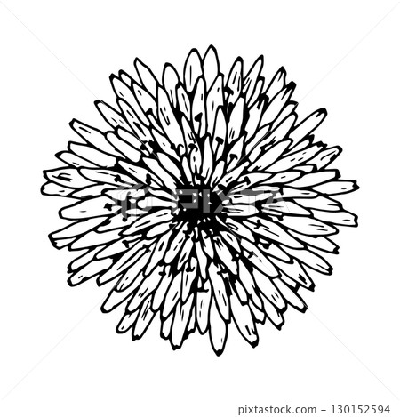 Hand drawn vector illustration of a round flower resembling chrysanthemum, dahlia or aster. Black and white botanical sketch with detailed petals. Monochrome floral design for cards and prints Hand drawn vector illustration of a round flower resembling chrysanthemum, dahlia or aster. Black and white botanical sketch with detailed petals. Monochrome floral design for cards and prints 130152594