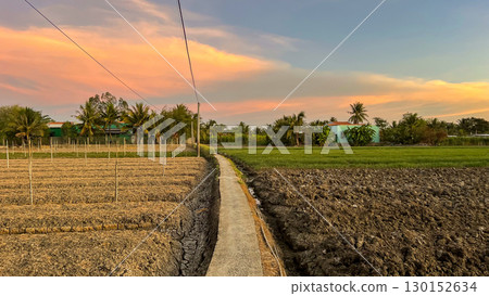 View Of Fields In Dry Season In Mekong Delta, Vietnam. 130152634