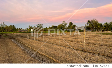 View Of Fields In Dry Season In Mekong Delta, Vietnam. 130152635