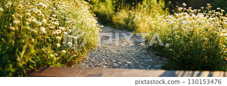 A winding pathway lined with vibrant wildflowers glows in the warm light of sunset, inviting exploration and connecting viewers to the tranquil essence of nature, banner 130153476