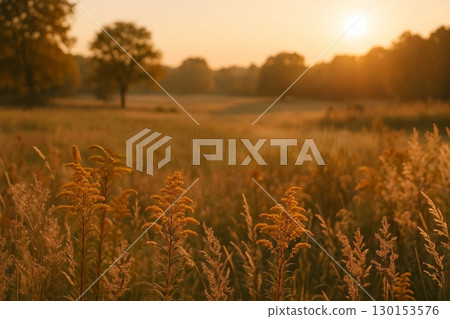 Sunrise Flower Field with Vibrant Colors and Morning Light 130153576