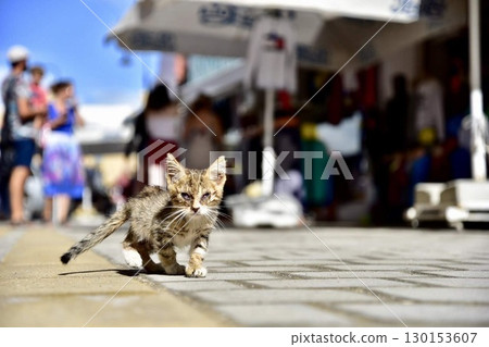 A curious kitten on a summer street in Cyprus 130153607