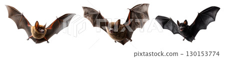 Set of flying bat for Halloween, isolated on transparent background. 130153774