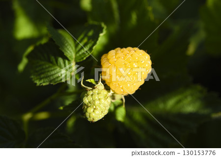 Yellow raspberries. Yellow raspberry berries on a bush. Yellow raspberries. Yellow raspberry berries on a bush. 130153776