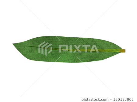 Watercolor illustration of a single bamboo leaf 130153905