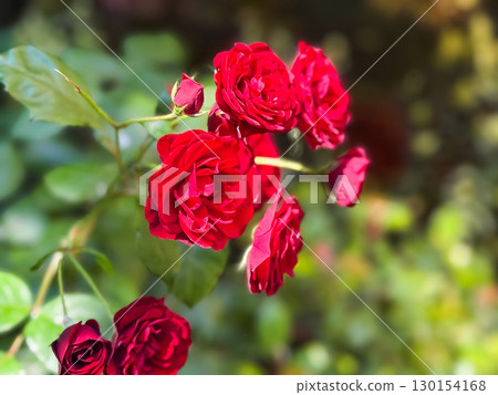 Pink rose bush growing near white metal fence with leaves and blossoms under sunlight. Garden, flora, ornamental plant, seasonal beauty and outdoor lifestyle. 130154168