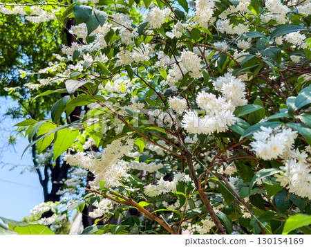 Deutzia gracilis duncan Chardonnay pearls bright white flowering shrub, beautiful ornamental tiny flowers in bloom 130154169