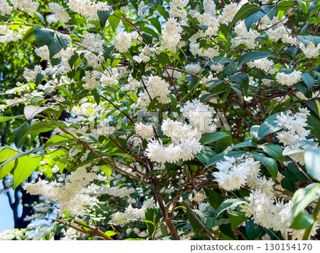 Deutzia gracilis duncan Chardonnay pearls bright white flowering shrub, beautiful ornamental tiny flowers in bloom 130154170