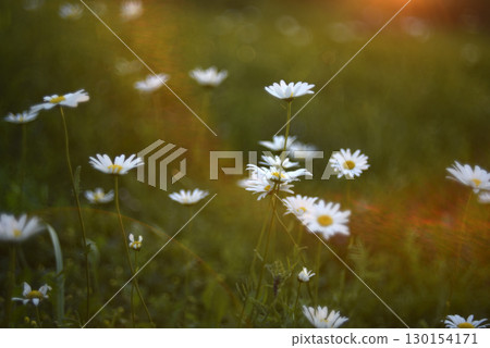White chamomile flowers in the rays of the sun in a summer meadow. Flowers in the side. 130154171