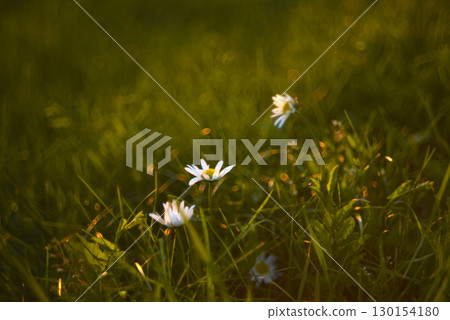 White chamomile flowers in the rays of the sun in a summer meadow. Flowers in the side. 130154180