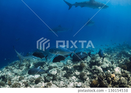 Fish and Tiger sharks swimming underwater. Sharks in Maldives 130154538