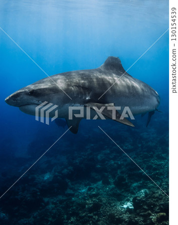 Tiger shark underwater in blue ocean. Huge shark close up 130154539