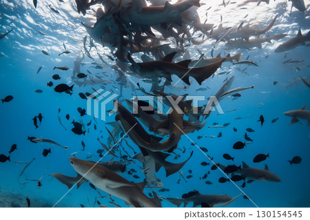 A lot of nurse sharks on deep in tropical blue sea. A lot of nurse sharks on deep in tropical blue sea. 130154545