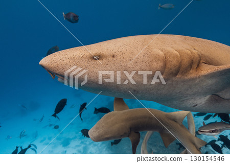 Nurse shark close up underwater in blue sea. 130154546