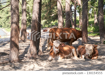 Cows resting in a sunlit forest clearing with trees and natural landscape 130154555