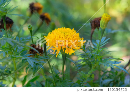Marigold is growing in garden in autumn. Yellow flower in flowerbed. Cottage garden. Floral decoration. Sunny day. Marigold is growing in garden in autumn. Yellow flower in flowerbed. Cottage garden. Floral decoration. Sunny day. 130154723