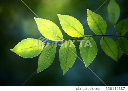 Backlit Ash Leaves: Translucent Green Veins Against Dark Forest 130154887