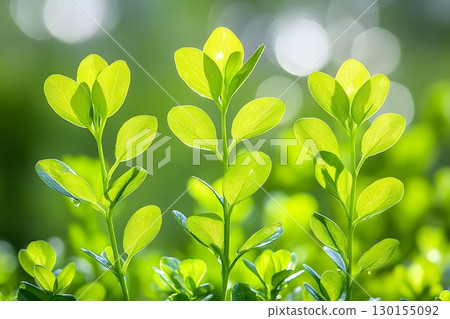 Three vibrant green saplings reach for sunlight against a bokeh Three vibrant green saplings reach for sunlight against a bokeh 130155092
