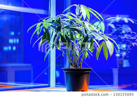 Indoor Plant in Black Pot with Blue Window Reflection and Lighti Indoor Plant in Black Pot with Blue Window Reflection and Lighti 130155093