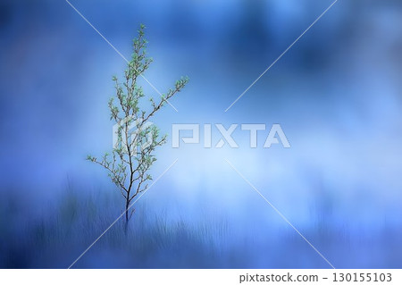 Solitary sapling with delicate green leaves against a soft, drea 130155103