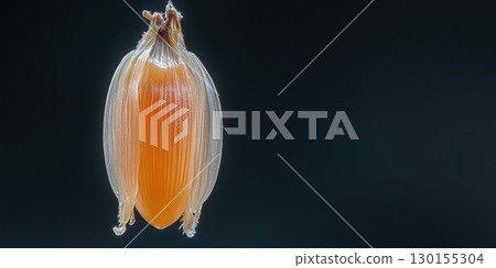 Closeup Detailed Orange Seed Pod Nature Botany Macro Photography ripe life stem leaf dark plant Closeup Detailed Orange Seed Pod Nature Botany Macro Photography ripe life stem leaf dark plant 130155304